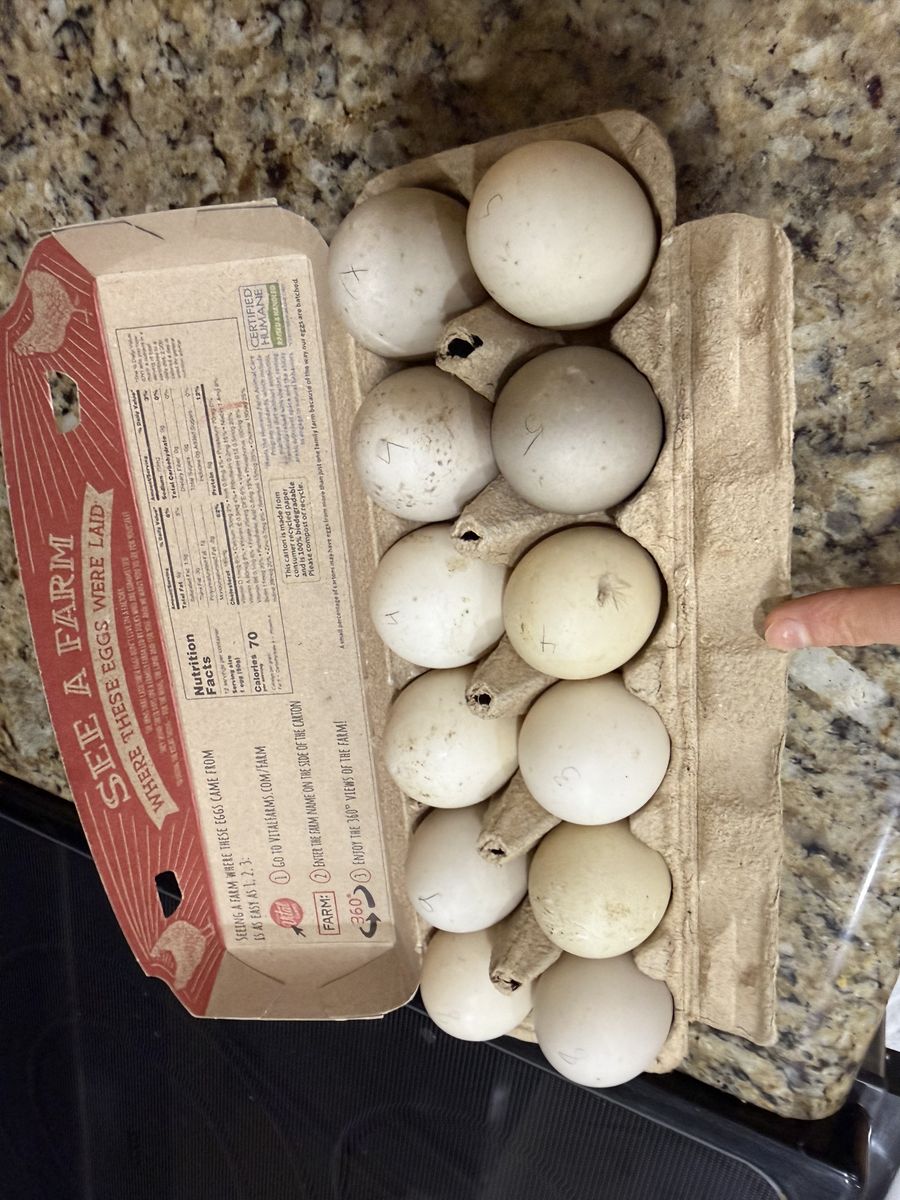 Fertilized Black Cayuga Duck Eggs