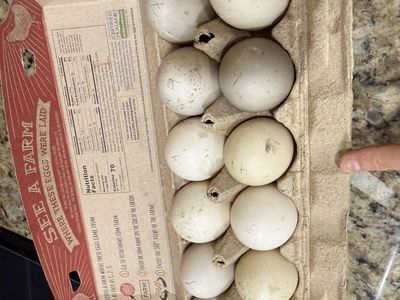 Fertilized Black Cayuga Duck Eggs