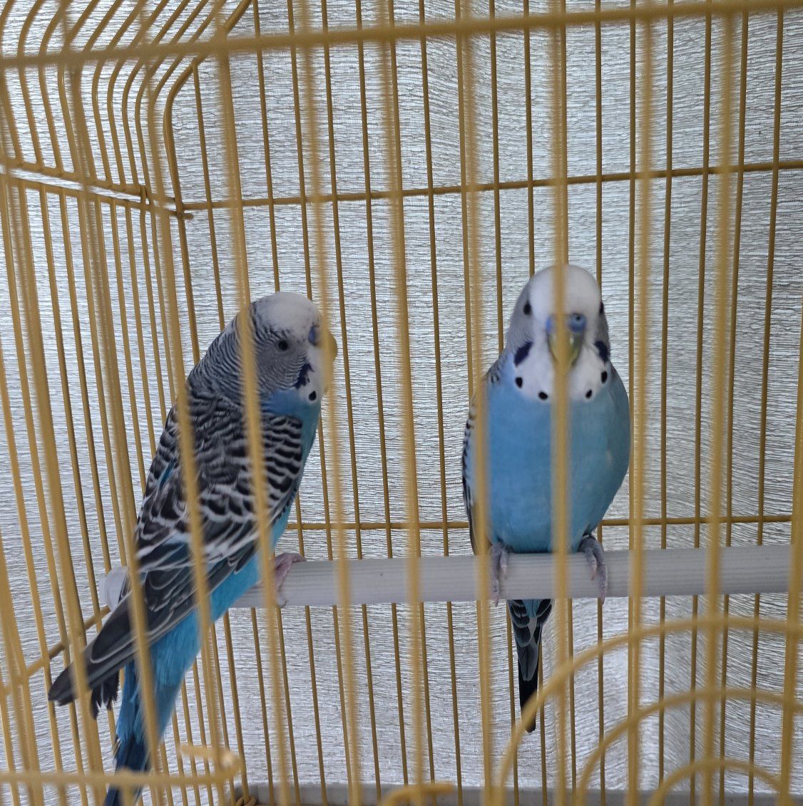 Blue Parakeets