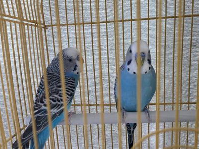 Blue Parakeets