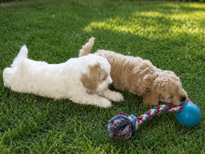 Mini Cockapoo Puppy AKC American Cocker/AKC Toy Poodle