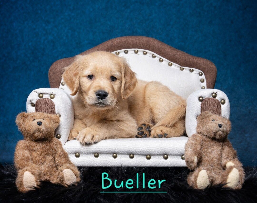 Ready Now! AKC DNA Golden Retriever Puppies