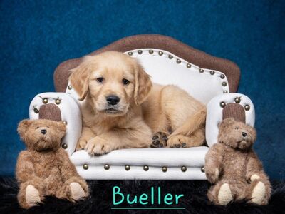 Ready Now! AKC DNA Golden Retriever Puppies