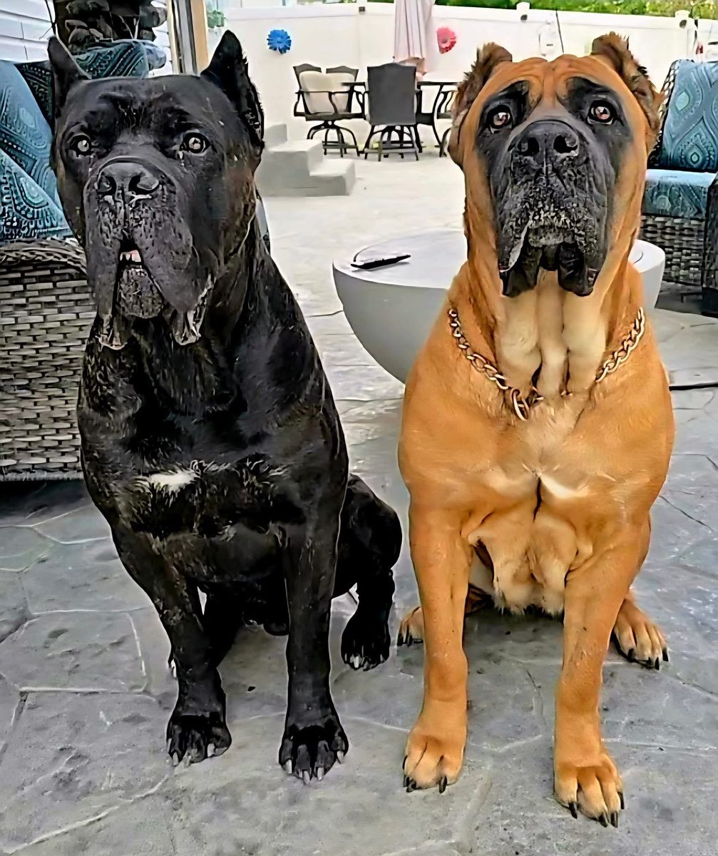 AKC Registered Cane Corso Puppies on a discounted price