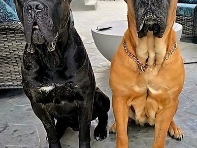 AKC Registered Cane Corso Puppies on a discounted price