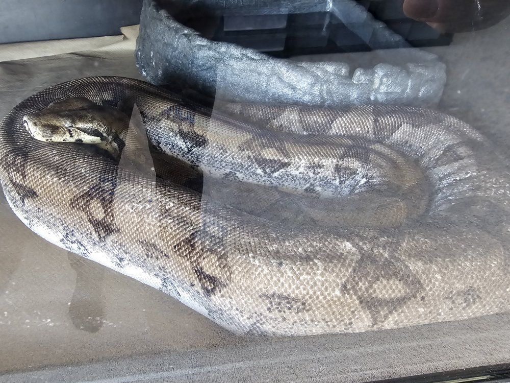 Ready to breed female Ghost het Kahl Albino