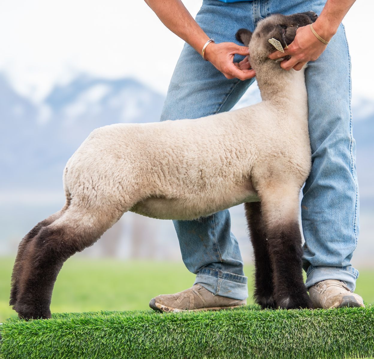 Show Lambs/ Club Lambs