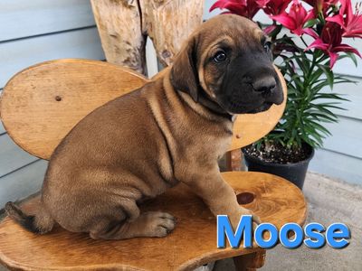 Gladiator Great Dane Puppies
