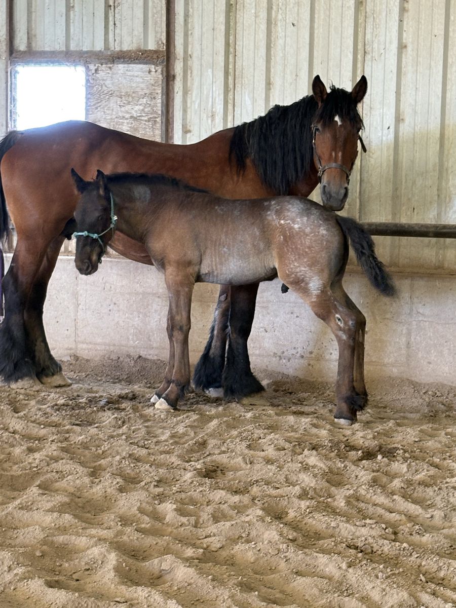 Brabant draft foal