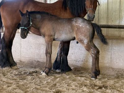 Brabant draft foal