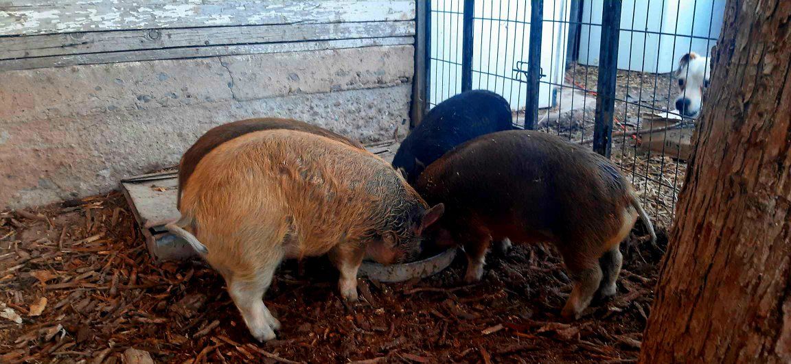 Mangalitsa X Kune Kune cross piglets