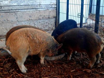 Mangalitsa X Kune Kune cross piglets