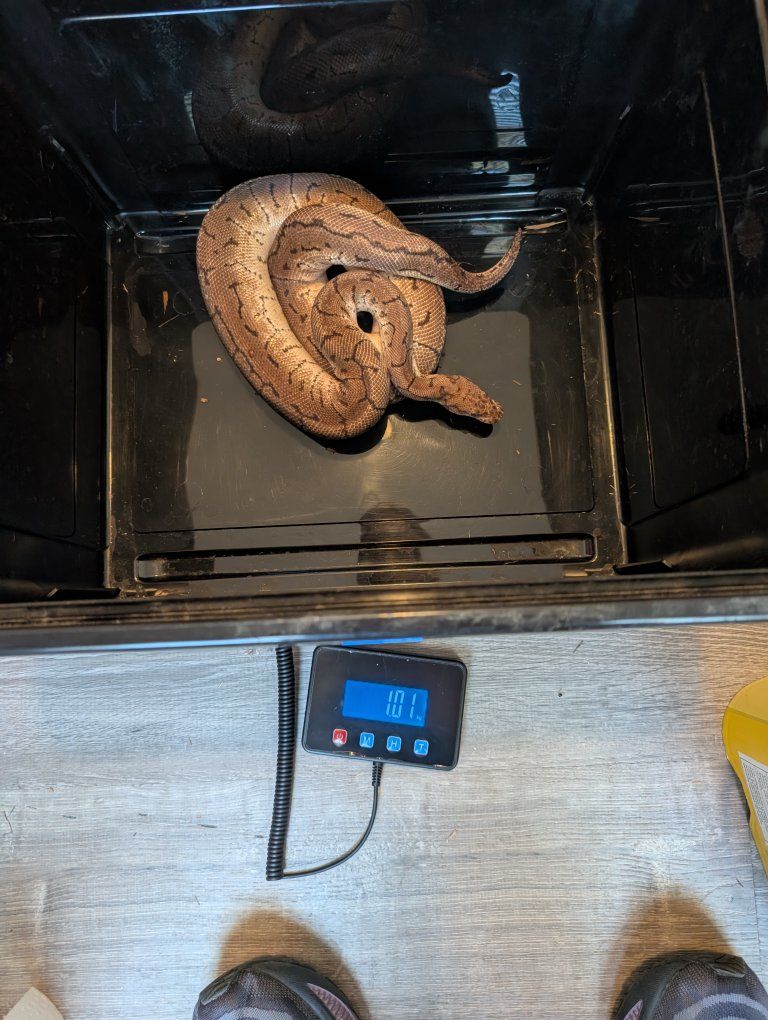 Male Spotnose Pinstripe Clown Ball Python Snake