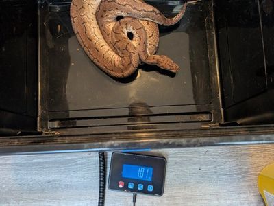 Male Spotnose Pinstripe Clown Ball Python Snake