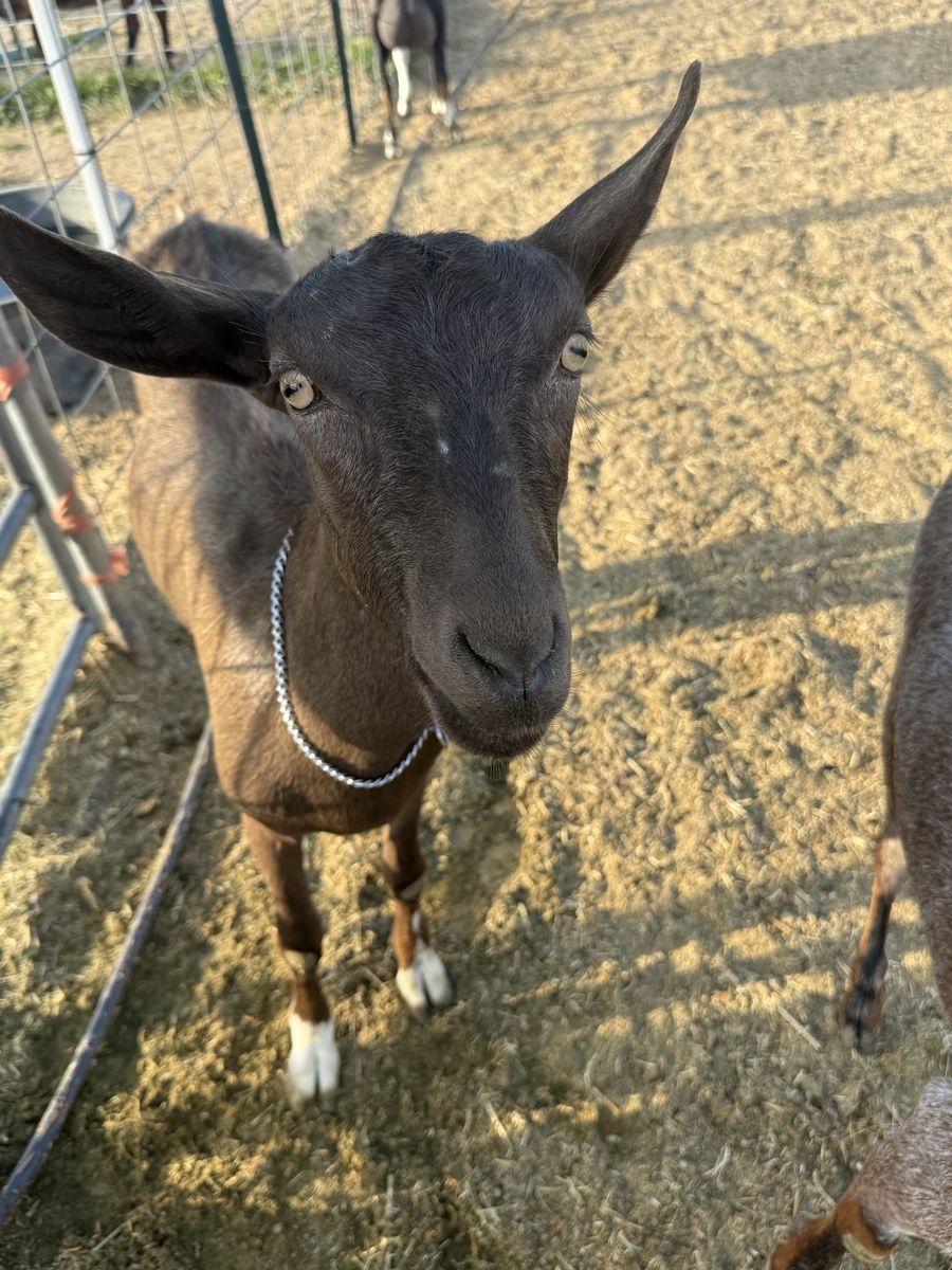 Sable dairy goat