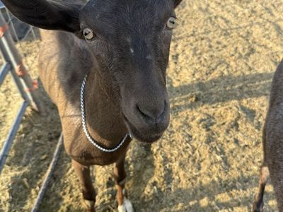 Sable dairy goat