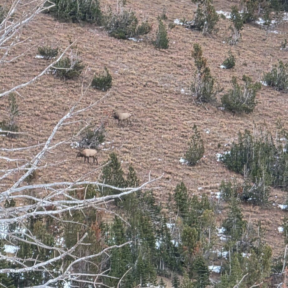 ISO- HORSE TRAILER FOR TRADE