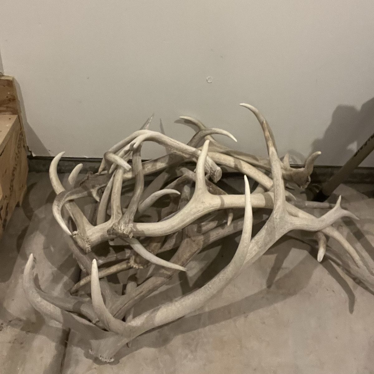 Elk Antlers