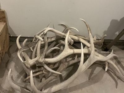 Elk Antlers
