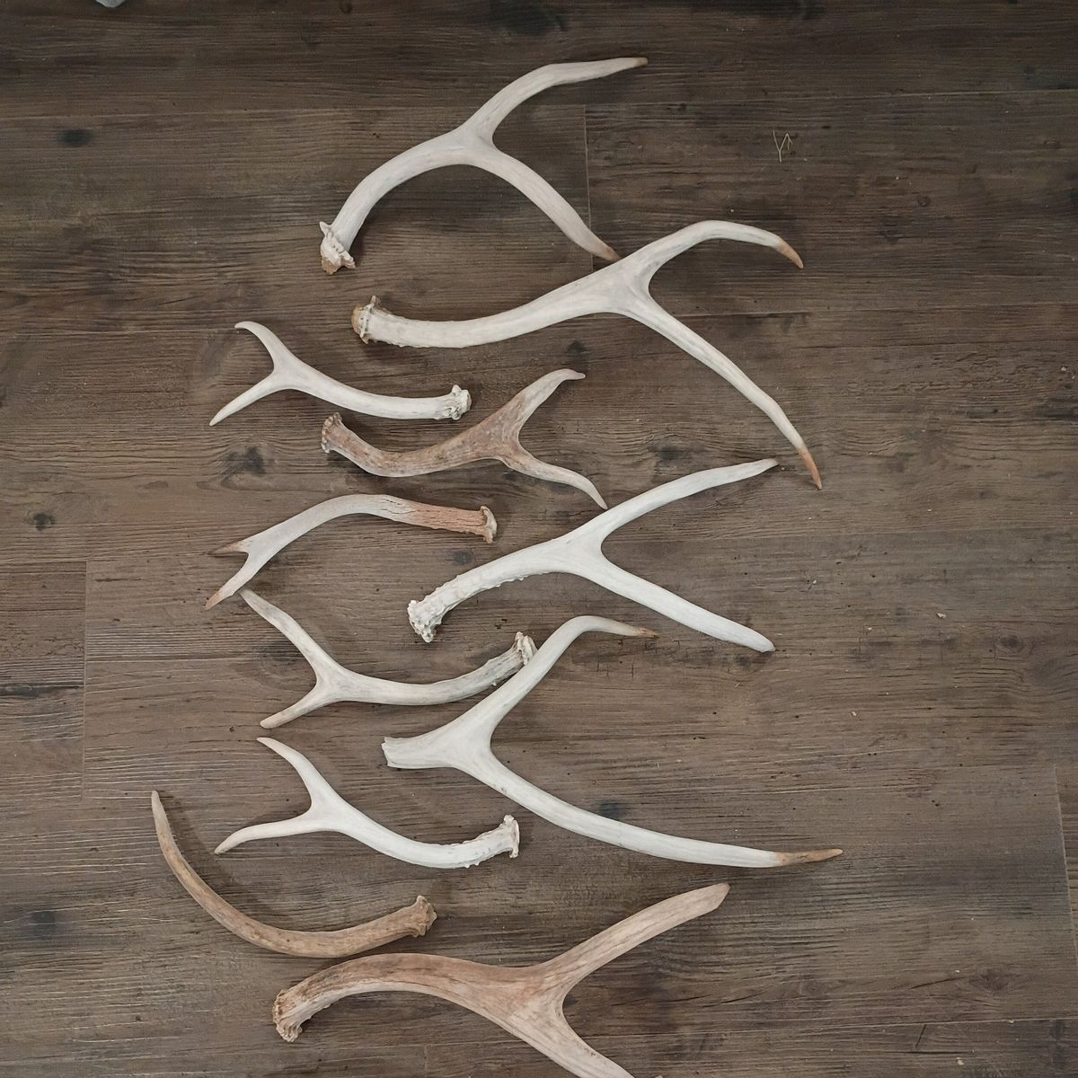 deer antler collection