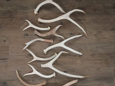 deer antler collection