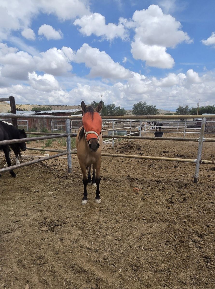 4 year old mustang gelding 