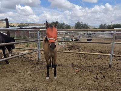 4 year old mustang gelding