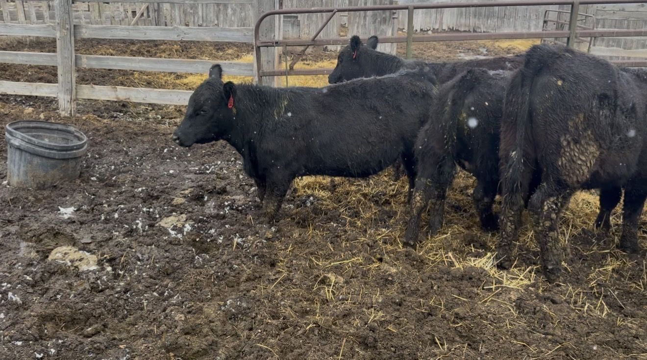 10 Head Angus/angus Cross WT650