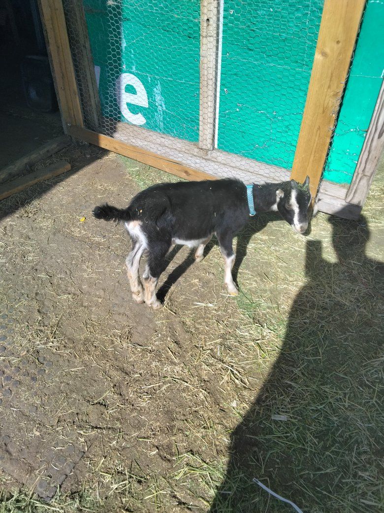 boy Goat