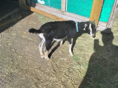 boy Goat