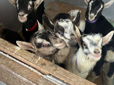 Purebred Alpine Bottle Babies