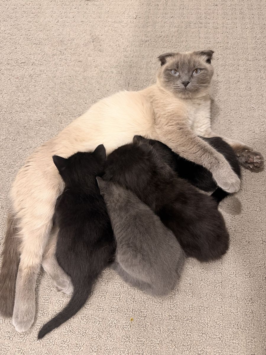 Scottish Fold and Scottish Straight kittens