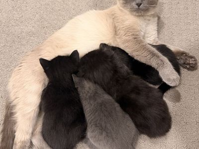 Scottish Fold and Scottish Straight kittens