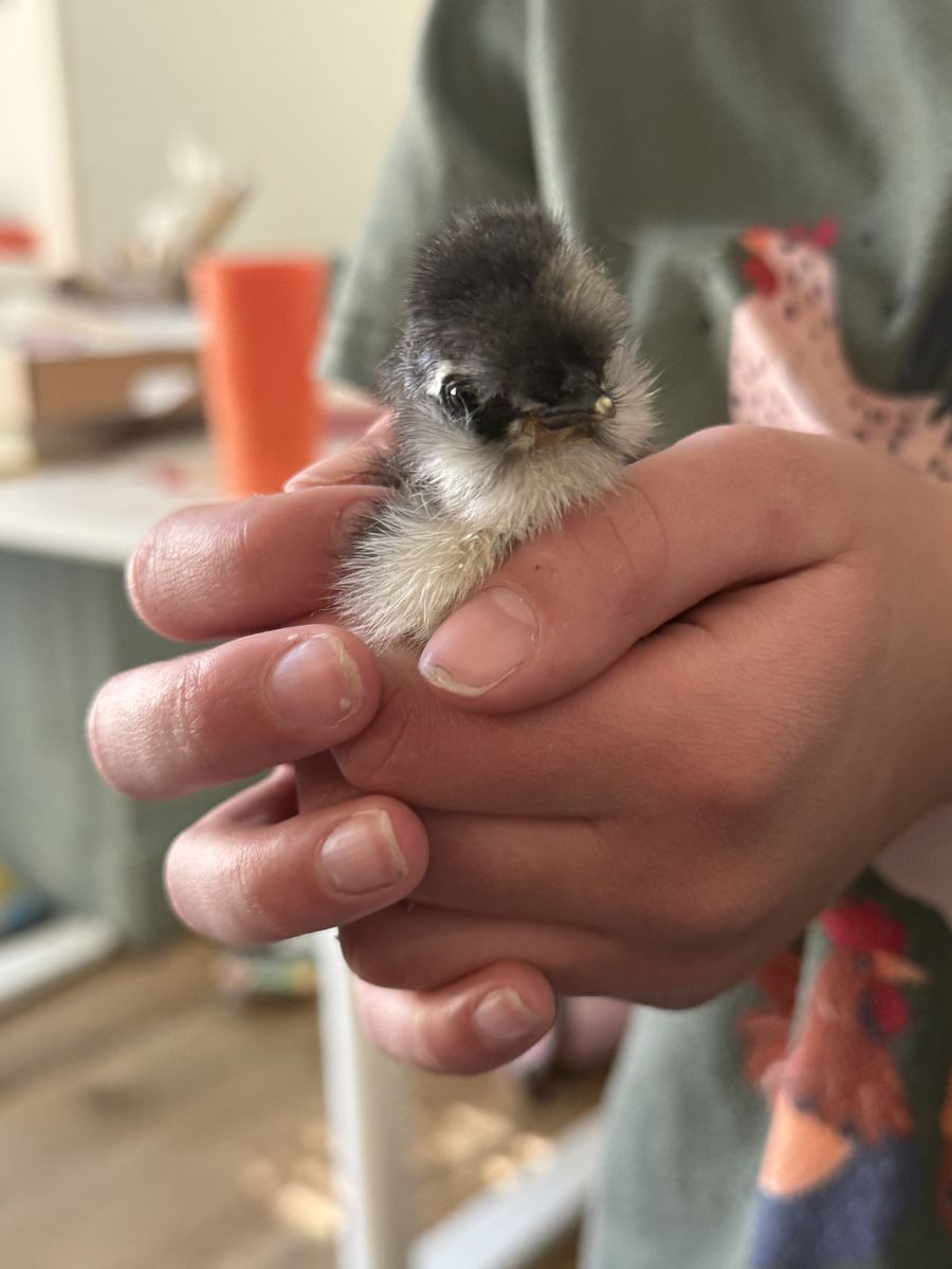 5 Silkie and Satin Chicks All For $25