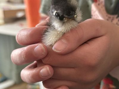 5 Silkie and Satin Chicks All For $25