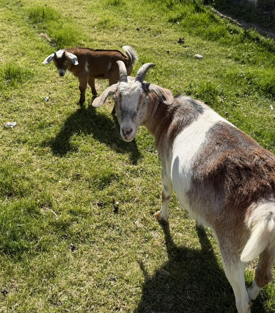 Nubian/nIgeriaN Doe And Buckling