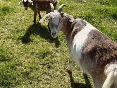Nubian/nIgeriaN Doe And Buckling