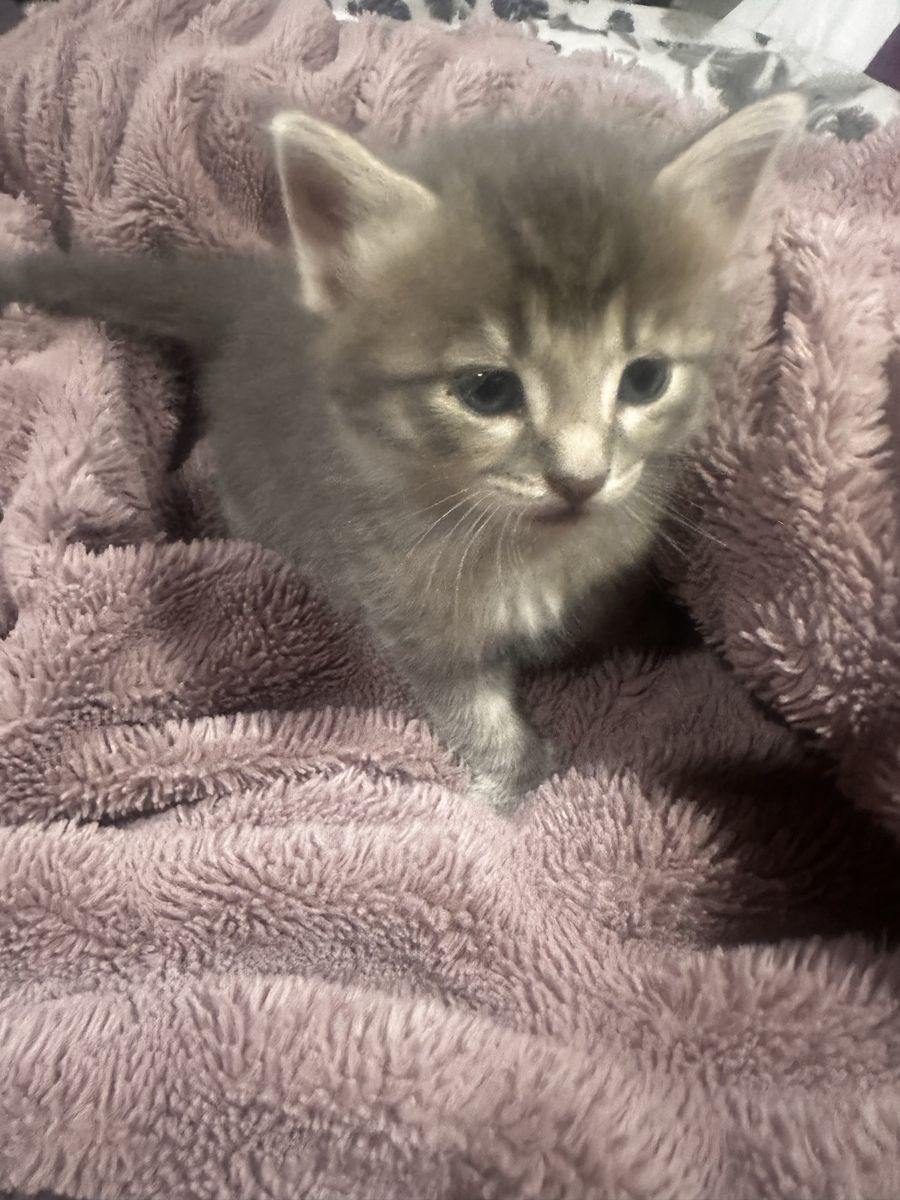 Kittens!