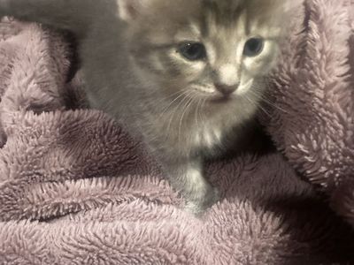 Kittens!