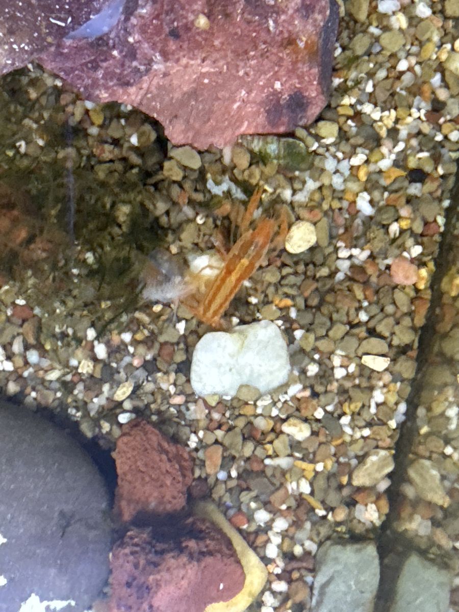 Mexican dwarf crayfish