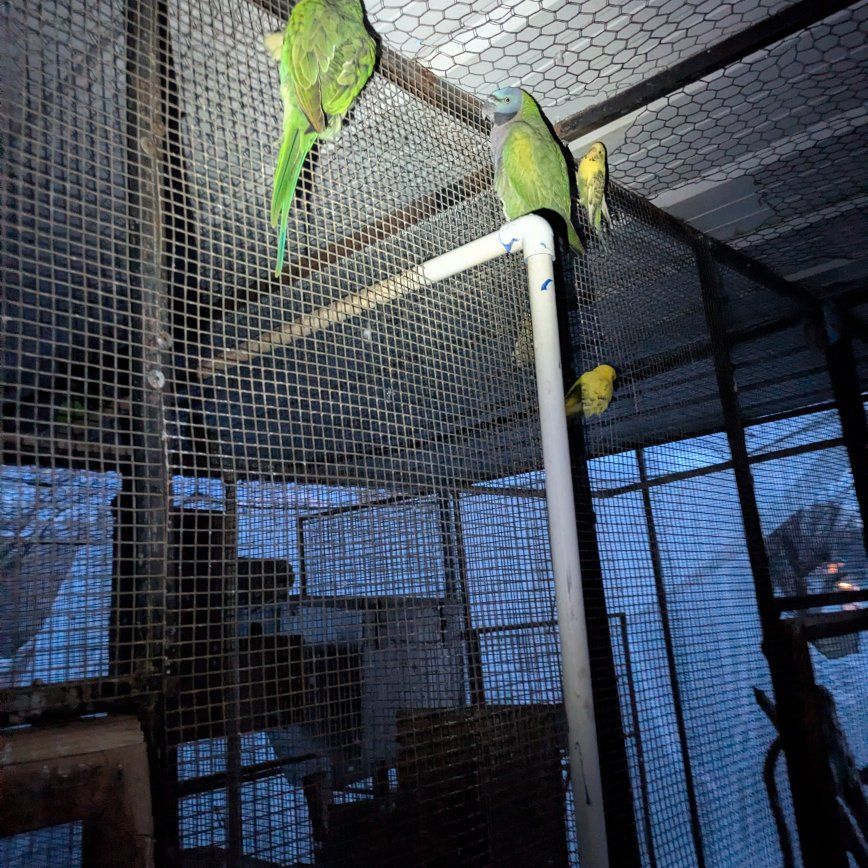 Young derbyan parrots for sale $800 each