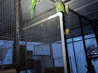 Young derbyan parrots for sale $800 each