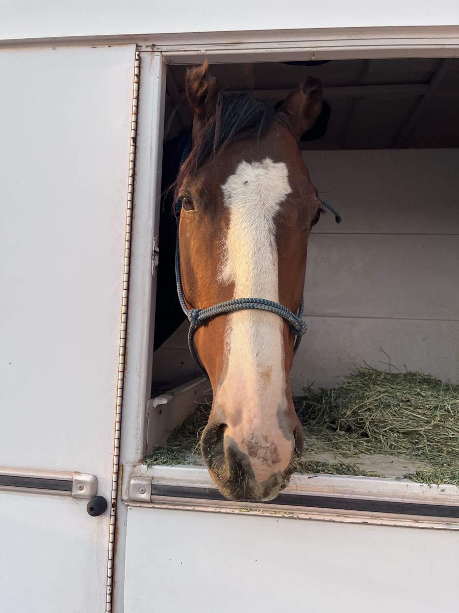 Horse for Lease
