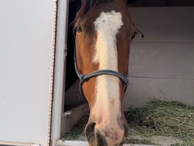 Horse for Lease