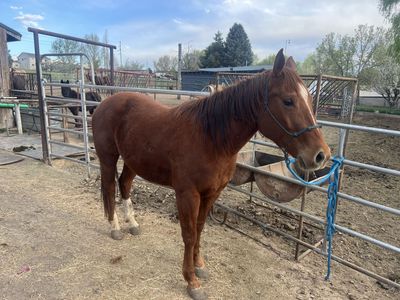 7 Year Old Sorrel Gelding