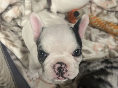 French Bulldog Puppies