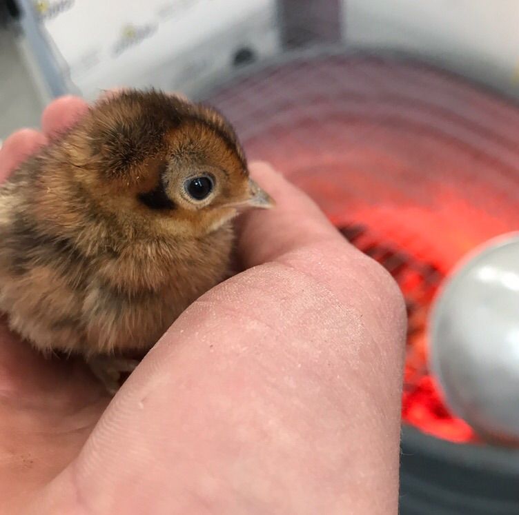 Lady Amherst Pheasant Chicks For Sale!