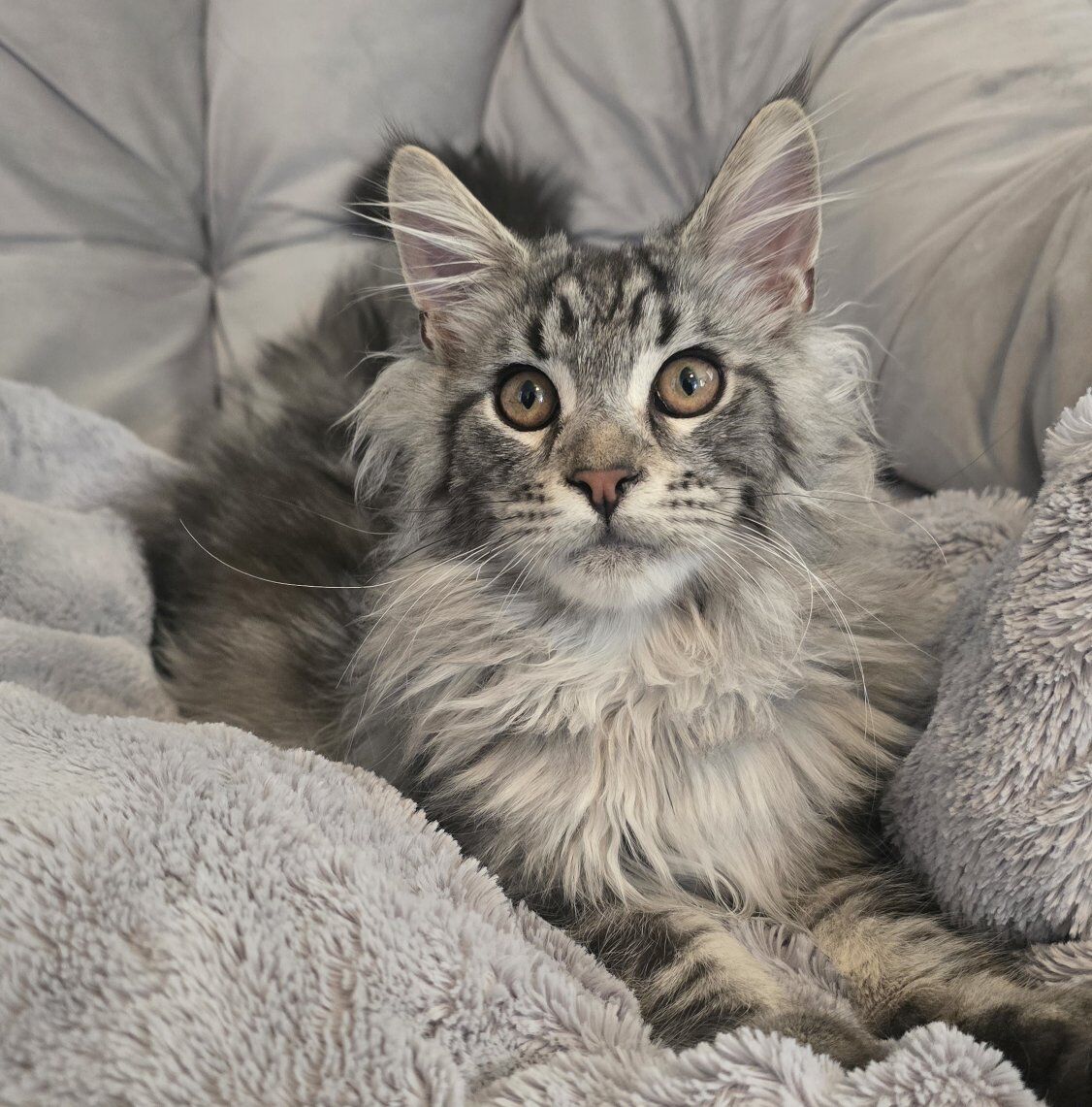 **FUTURE** Maine Coon Stud Service
