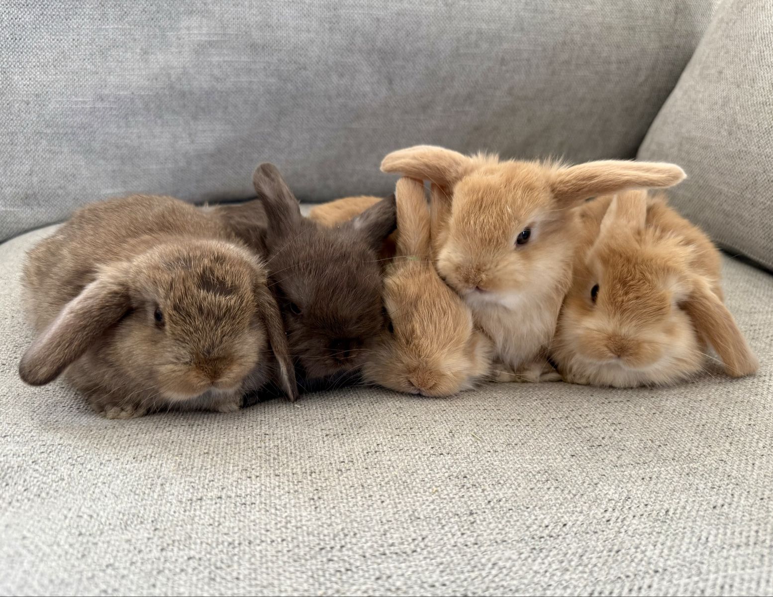 Purebred Holland Lop Bucks