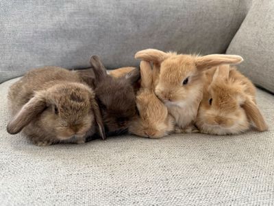 Purebred Holland Lop Bucks